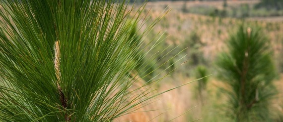 close up photo of a longleaf pine branch