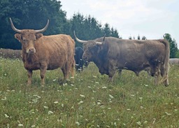 Irish Dexter cattle graze at Two Men and Hen Farm in Mecosta County