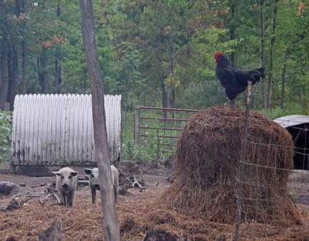 A rooster, not a hen, with Mangalitsa pigs at Two Men and a Hen.