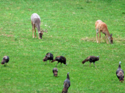 food plot for deer turkey wildlife