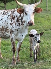 Cookie and Calf