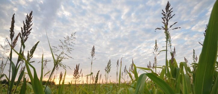 photo of crops in a field