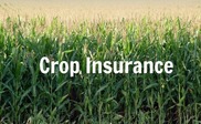 crop insurance