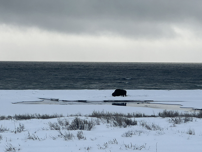 Bison grazing in snow.