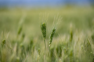 what field