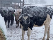 Cows in Snow