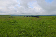 Grassland