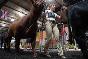 youth showing cow