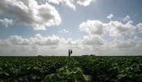 Field