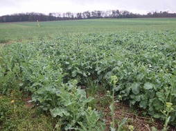 Canola is one of five crops being evaluated in the Long-Term Agroecosystem Research site at MSU's Kellogg Biological Station near Hickory Corners.