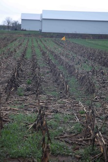 Rye cover crop, seeded with drone into standing corn prior to harvest in 2025.