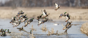 Mallard ducks fly from a pond.