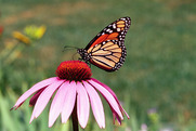 butterfly