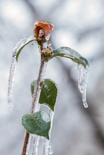 Frozen bud