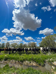 Cattle_Graze