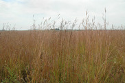 CRP_Grass
