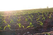 Early season corn