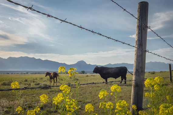 Cow in pasture