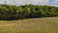 row crops