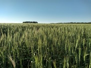 wheat in June