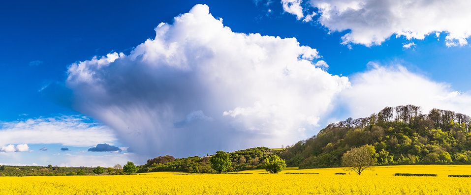 puffy white cloud in a blue sky above a field of yellow plants in a field