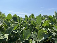 soybean plants