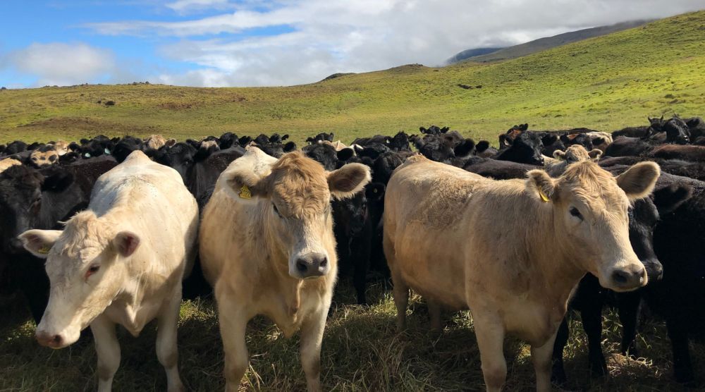 Photo of cattle on a farm in Waimea, Big Island.