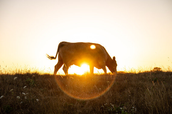 sunset cow