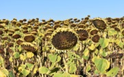 sunflowers in August