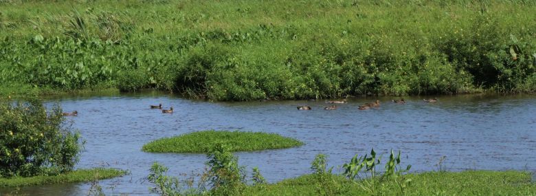 Freshwater wetland in Oahu.