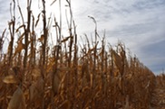 corn in late season