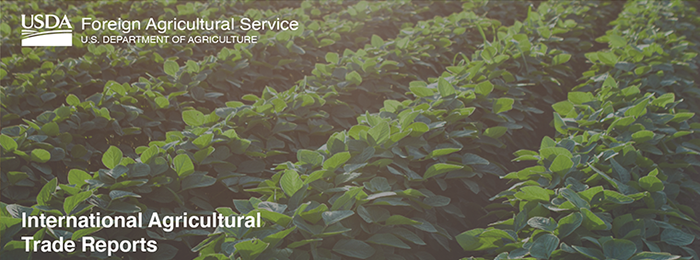 Photo of a field of young soybeans