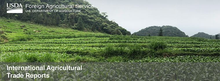 Green corn fields in northern Vietnam