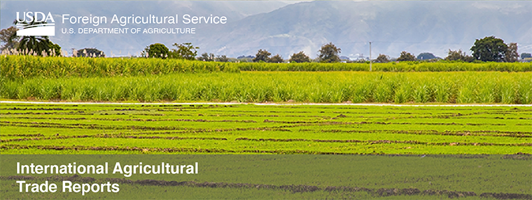 Photo of Colombia Rice Fields