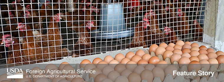 Educational campaign that explained the many ways Ghanaian adults and children can benefit from eggs for healthy diets.  