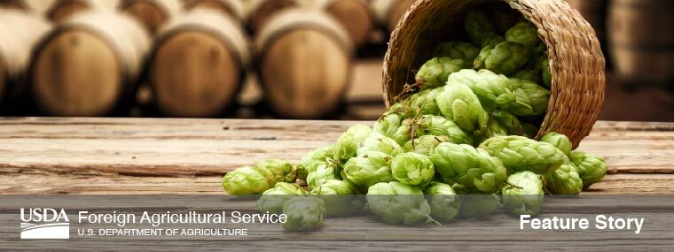 Photo of a wooden bucket on its side spilling hops across a floor. 