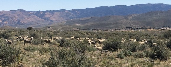 Humbolt-Toiyabe National Forest uses sheep to reduce hazardous fuels