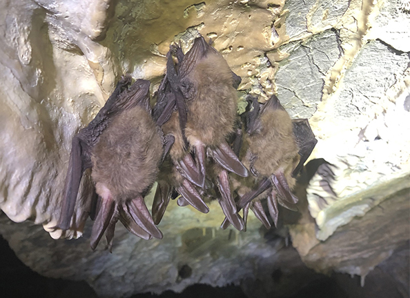 Minnetonka Cave bats on the Caribou Targhee National Forest