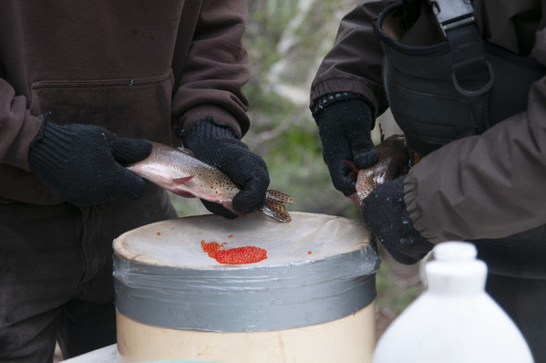 Wildlife biologists working to strengthen Colorado River Cutthroat trout populations in the Dixie National Forest