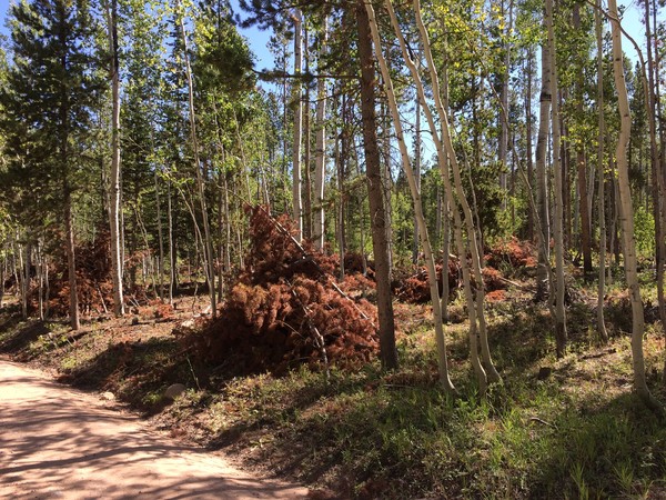 These piles are were constructed for burning in areas along the Mirror Lake Highway and Highway 35. Forest Service Photo by Maggie Dalene.