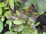 P. infestans _ A potato plant infected with P. infestans, th… _ Flickr_files