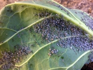 UNH photo Becky Sideman Cabbage aphids