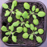 Mouse earcress seedlings used in Rustgisresearch WSU.