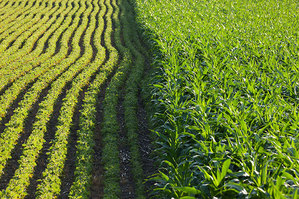 Corn and other crops