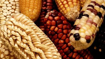 corn/maize