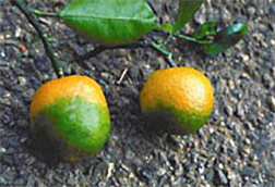 8551173519_08c066b618_o Citrus Green ARS photo Fresh from the Field