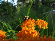 Photo Elsa Youngsteadt Fresh from the Field NC