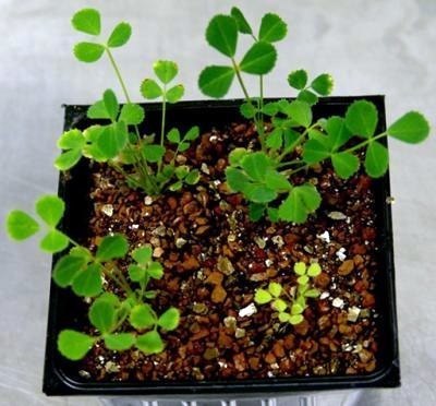 legumes/clover plants