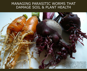 Parasitic worms damage soils and plants image