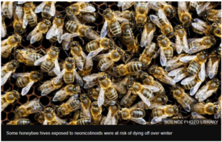 Beehive image from BBC